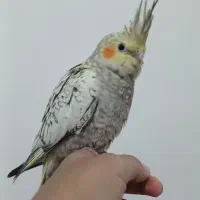 عروس هلندی