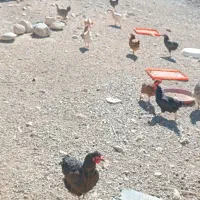 لباس بچه و مرغ وغاز و جوجه|کفش و لباس بچه|ایلام, |دیوار