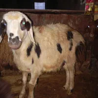 بره پلنگی|حیوانات مزرعه|زاغه, |دیوار