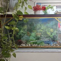 اکواریوم بزرگ|ماهی|مشهد, حسینآباد|دیوار