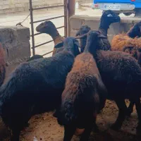 گوسفند‌|حیوانات مزرعه|لیلان, |دیوار