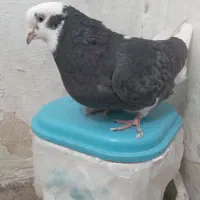 کبوتر|پرنده|شاهرود, |دیوار