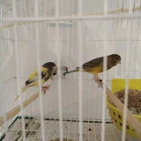 قناری جفت قیمت مناسب