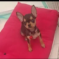 شیواوا نر و ماده
