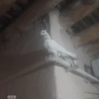 یک عدد کبوتر