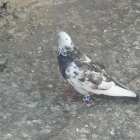 کبوتر