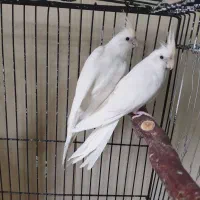 جفت عروس هلندی آلبینو