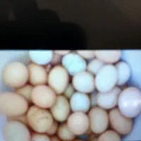 تخم مرغ محلی