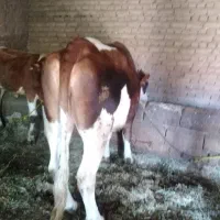 گاو|حیوانات مزرعه|ارومیه, |دیوار