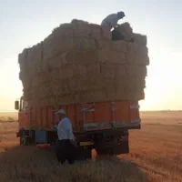 یونجه ی درجه یک کلی و جزئی|خدمات باغبانی و درختکاری|قزوین, |دیوار