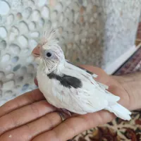 جوجه عروس هلندی نژاد دار