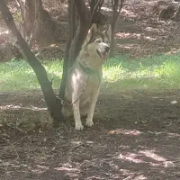 سگ هاسکی