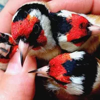 سهره گاوی سنندج گل قفل و سهره کرمانی