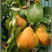 نهالستان گردو دیرگل خوشه ای و صنوبر نگرا و بادام|خدمات باغبانی و درختکاری|قزوین, |دیوار