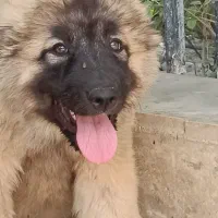 سگ قفقازی غولپیکر اصیل سگ آلابای روس|سگ|کرج, گلشهر|دیوار