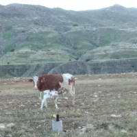گاو قرمز خارجی با گوساله