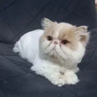 پسر پرشین اگزتیک