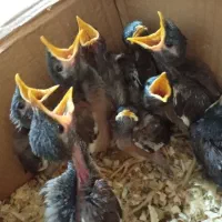 جوجه مینای اصل افغان
