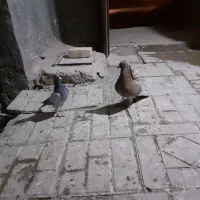 مجسمه‌کفتر