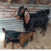 بزو وبزغاله|حیوانات مزرعه|سرپل ذهاب, |دیوار