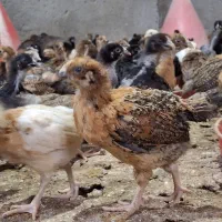 جوجه گلپایگان و‌گوشتی و برهما یکماهه عمده و خرده