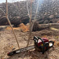 برش رایگان درخت