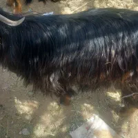 گوسفند بز نر مناسب قربانی