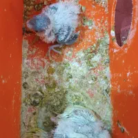 مرغ عشق|پرنده|آبادان, |دیوار