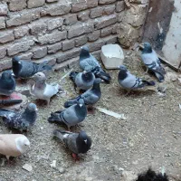 ۱۷ عدد کفتر پرشی به شرط پرش