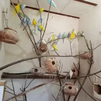 مرغ عشق روی تخم