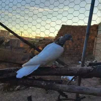 سپه نر و ماده|پرنده|اردبیل, |دیوار