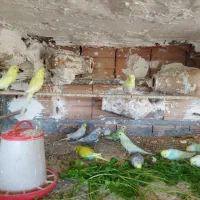 مرغ عشق رینبو..|پرنده|گرگان, |دیوار