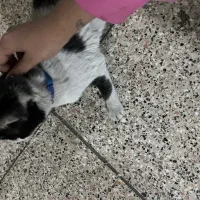 گربه پیدا شده|حیوانات|مشهد, دانشجو|دیوار