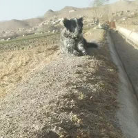 سگ لاس قدرجونی