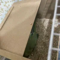 یک جفت طوطی ملنگو بالغ در حال تخم گذاری