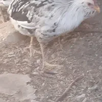 مرغ و خروس زینتی|حیوانات مزرعه|گلپایگان, |دیوار