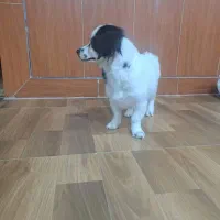 ایم سگ دیروز درعلی اباد گچی گم شده  یانده مژدگانی