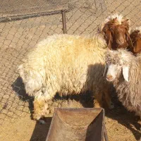 بره قورچ داشتی|حیوانات مزرعه|فیروزآباد (لرستان), |دیوار