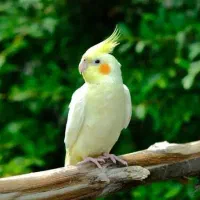 عروس هلندی گمشده