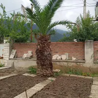 درخت نخل زینتی|گل و گیاه طبیعی|زیرآب, |دیوار