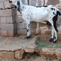 فروش بز پنجاب اصیل