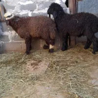 فروش. بره نرفرترکی