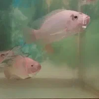 ماهی تیلاپیا