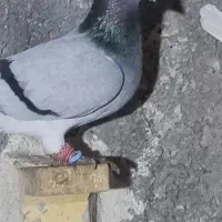 سبز بیچشم|پرنده|کرمان, |دیوار