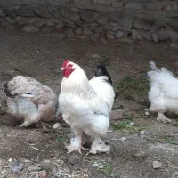 مرغ و خروس امپراتور برهما|حیوانات مزرعه|گرگان, |دیوار