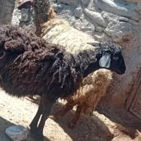 2عدد بره ماده برای نگهداری سالم خوش خوراک