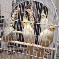 عروس|پرنده|تهران, سبلان (لشگر)|دیوار