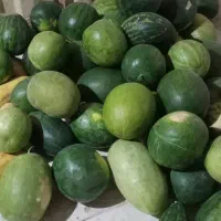 هنداونه و خربزه دیم  ارگانیک بدون سم و حساسیت