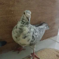 کبوتر|پرنده|تربت‌حیدریه, باغ ملی|دیوار