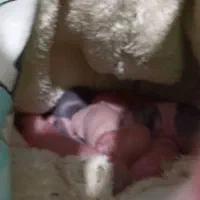 شش عدد بچه خرگوش یک روزه به همراه مادرشان|موش و خرگوش|بوشهر, |دیوار